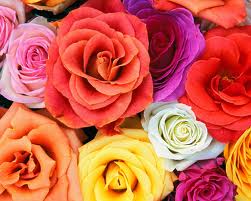 flowers.jpg flowers.jpg